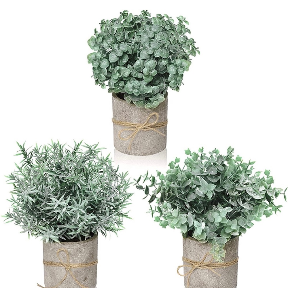 Decor plants